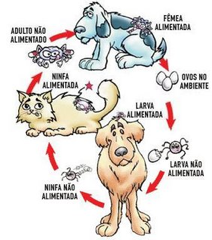 doença do carrapato em cachorro