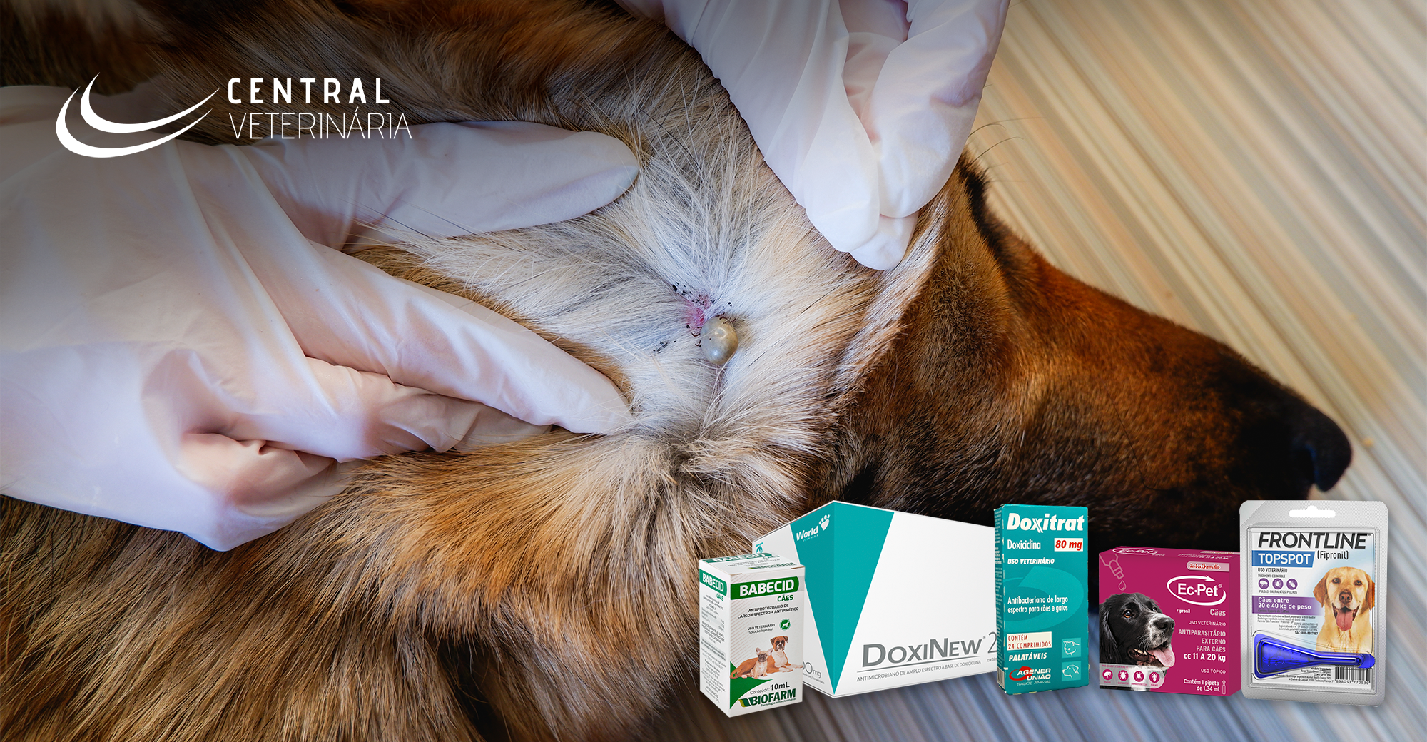 sintomas da doença do carrapato