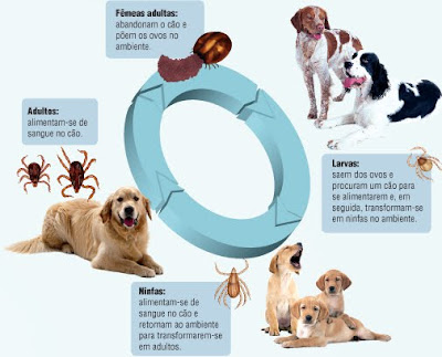 tratamento para doença do carrapato