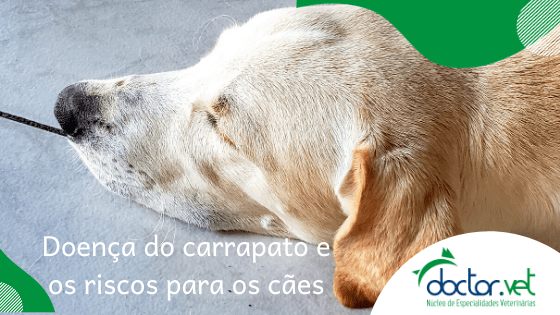 doenças do carrapato no cachorro