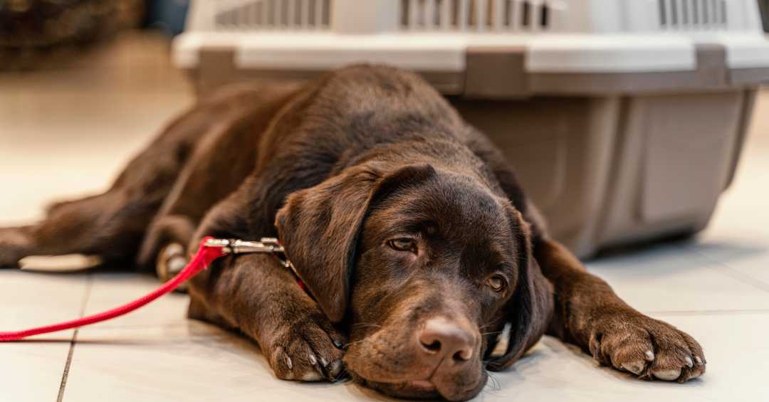 doença do carrapato em cachorro