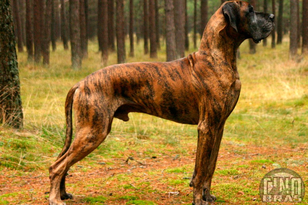 Raça mais alta do mundo