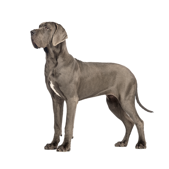 Raça mais alta do mundo