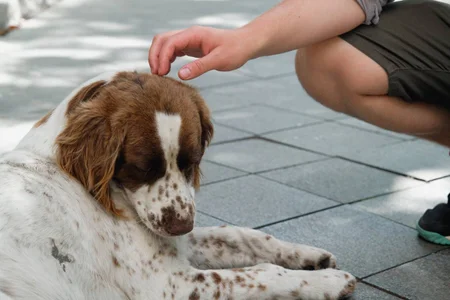 envenenamento de cães