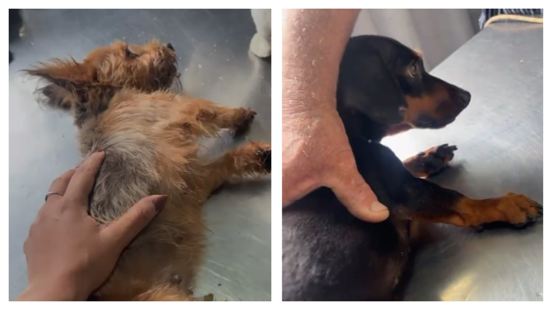 o que fazer se o cachorro comer veneno