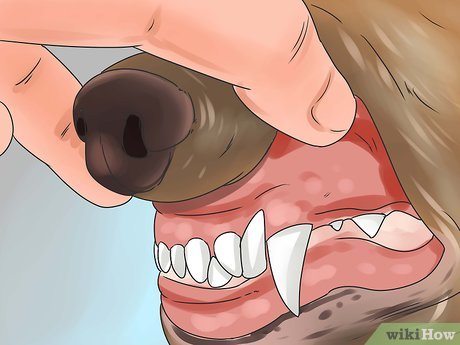 quanto tempo um cachorro leva para morrer envenenado