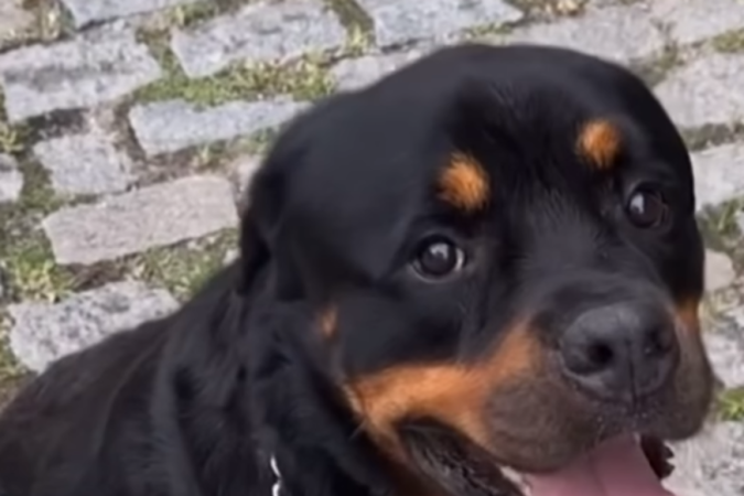 o que dar para cachorro que comeu veneno