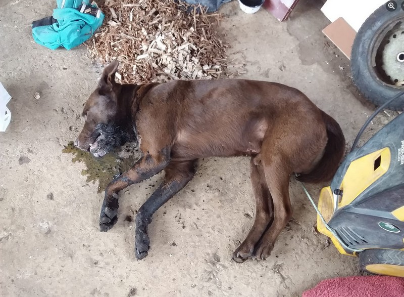 primeiros socorros para cães envenenados