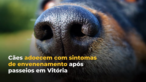 identificar veneno de rato em cachorro
