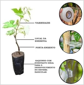 qual a melhor época para enxertar plantas