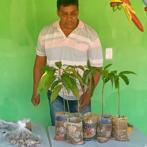 como fazer enxerto em rosa do deserto