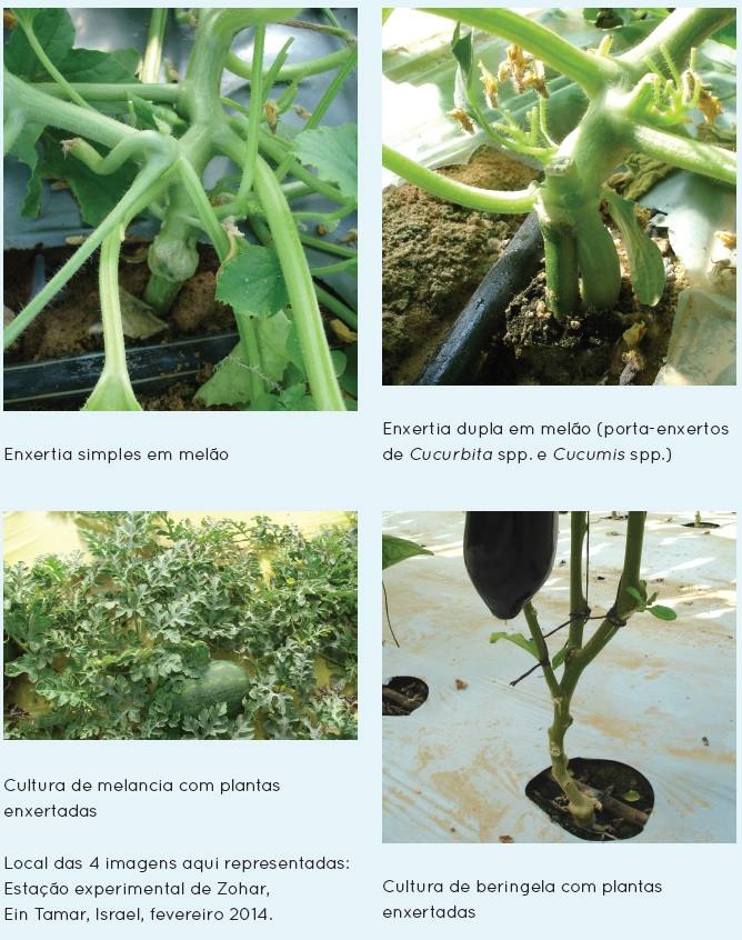 benefícios da enxertia em manga