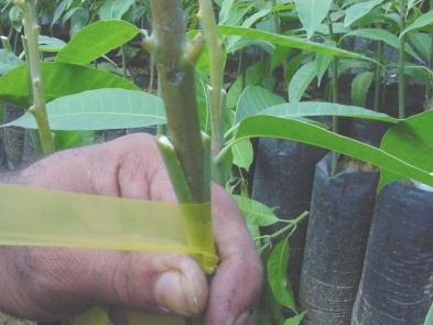 enxerto de plantas passo a passo