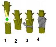 qual a melhor época para enxertar plantas
