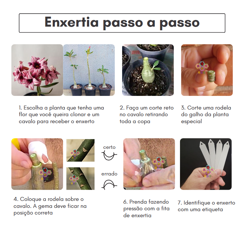 como fazer enxerto em rosa do deserto