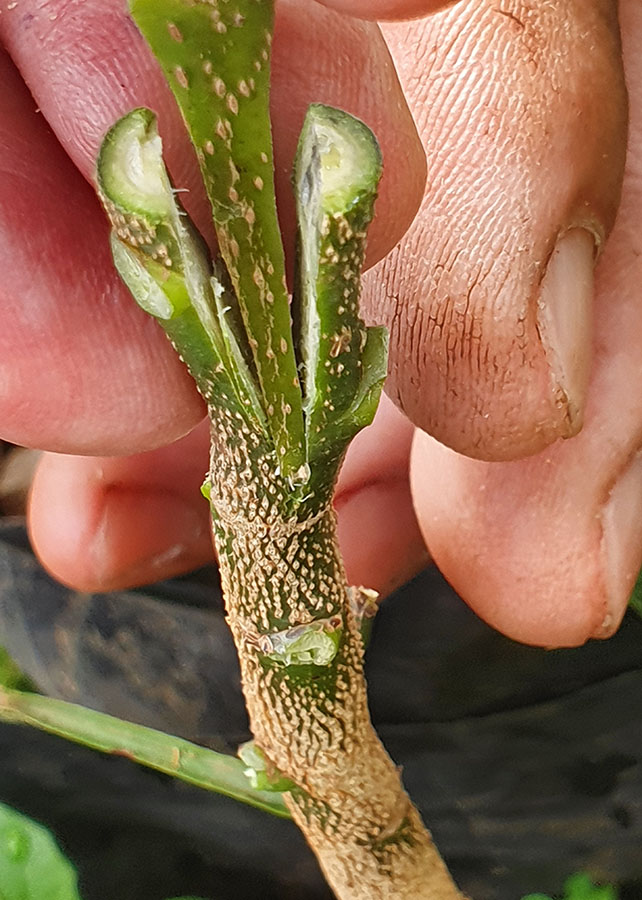 técnicas de enxertia para citros