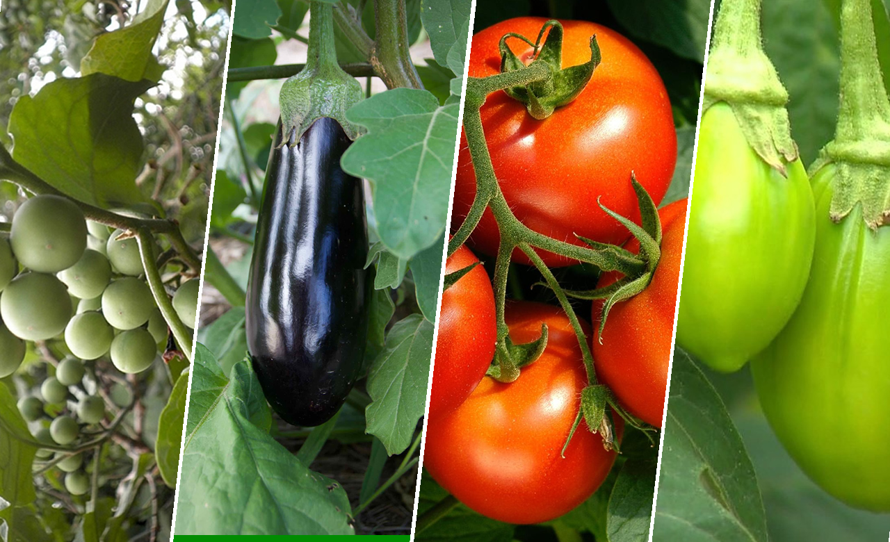 técnicas de enxertia para citros