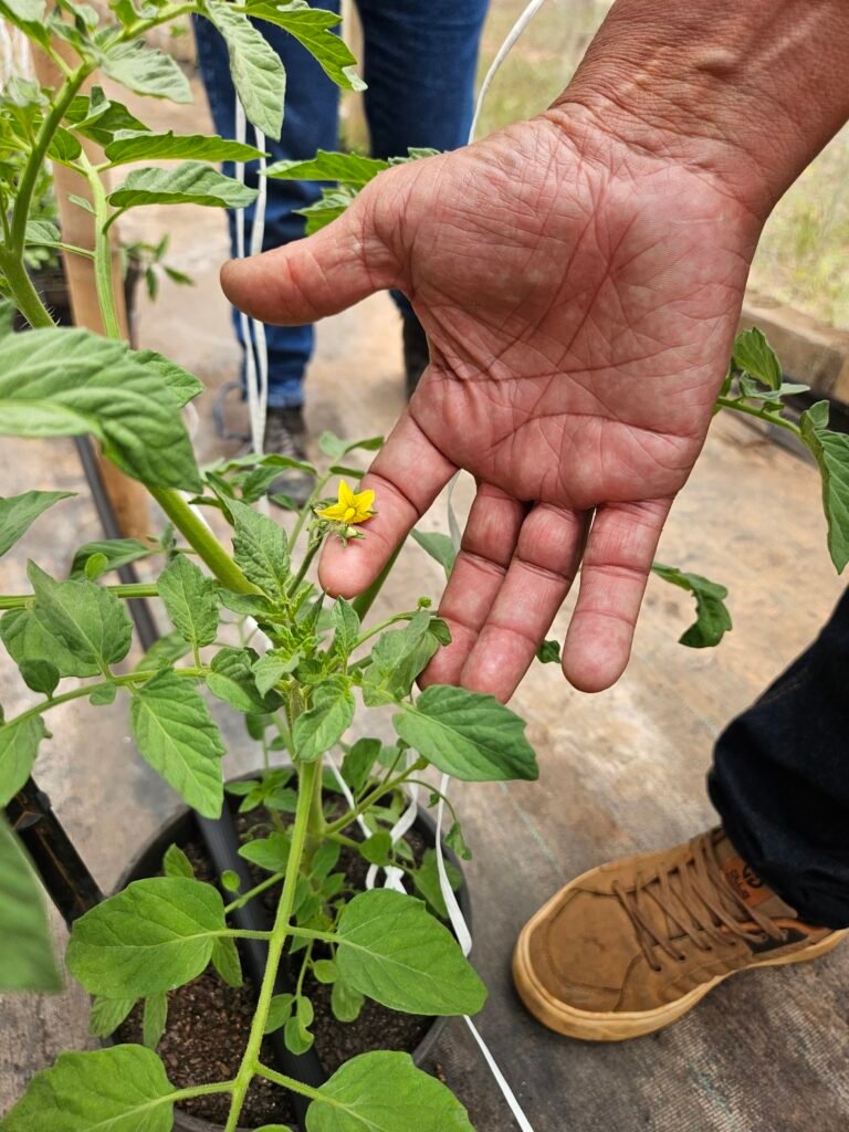 benefícios da enxertia em manga