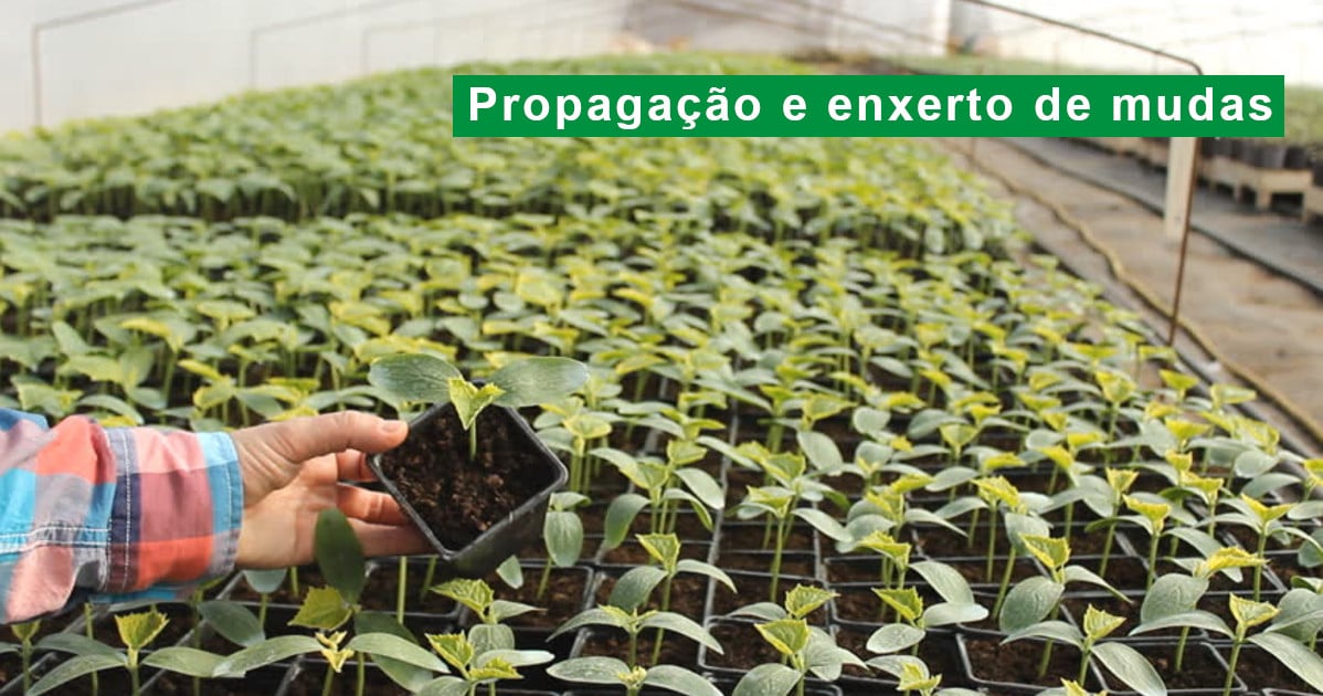 enxerto de plantas passo a passo
