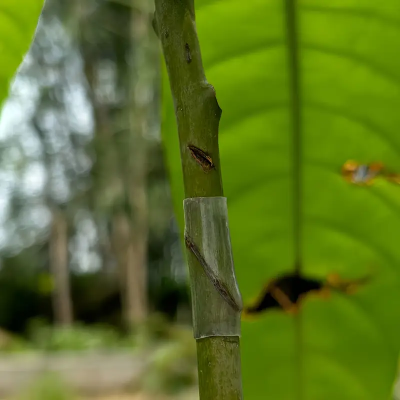 qual a melhor época para enxertar plantas