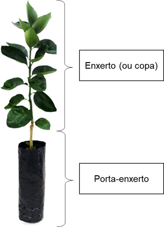 enxertia de plantas