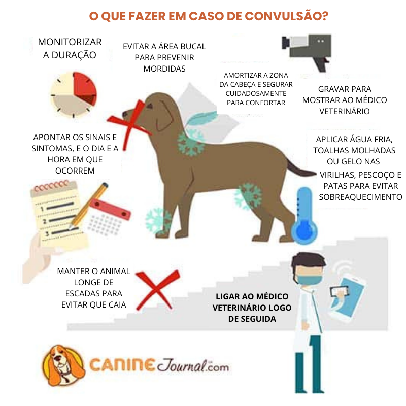 epilepsia em cães