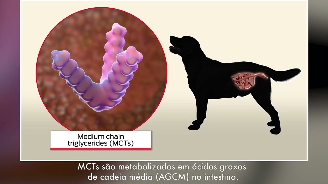 epilepsia em cães