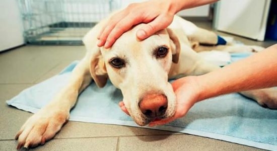 epilepsia em cães