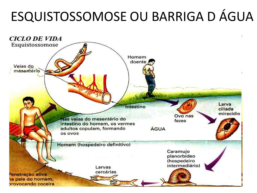 Caramujo Biomphalaria: o hospedeiro da esquistossomose e sua importância