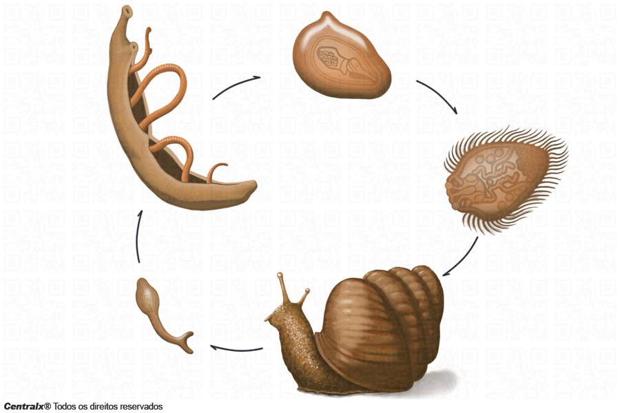 Diferenças entre fase aguda e crônica da esquistossomose: o que você precisa saber