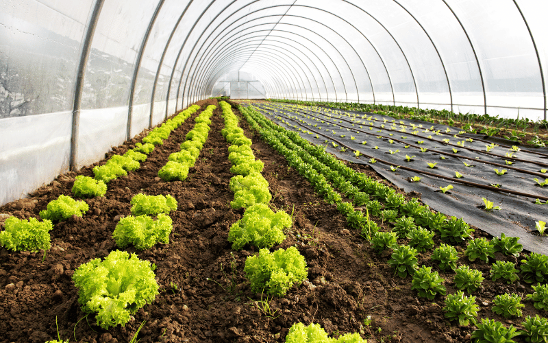 Guia completo de manejo de temperatura em estufas