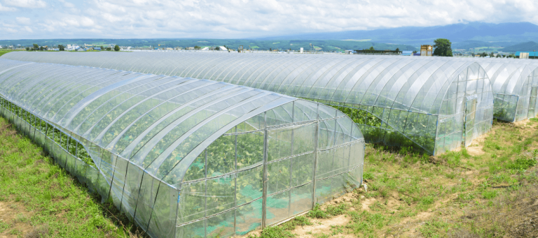 Calculando o ROI de uma estufa agrícola: O que você precisa saber