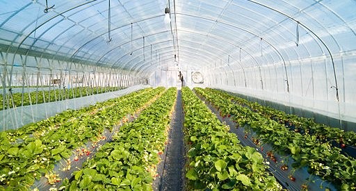 Telas de sombreamento: Qual a melhor opção para sua produção?