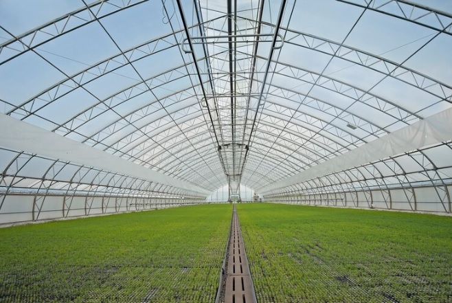 Como escolher o tipo de estufa ideal para sua cultura