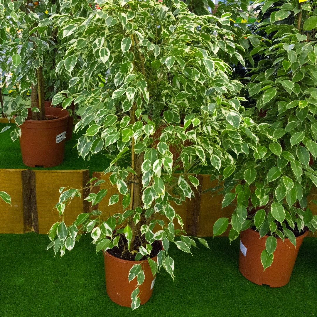 Ficus benjamina cuidados