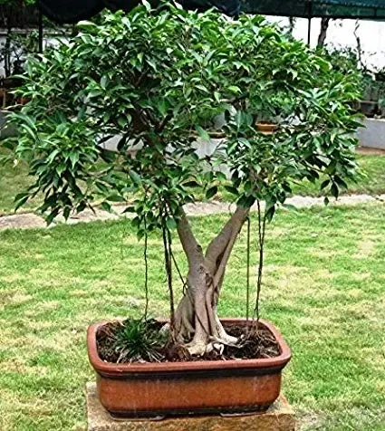 Ficus benjamina poda