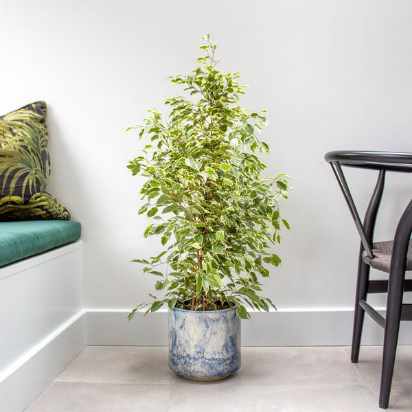 Ficus benjamina em vaso