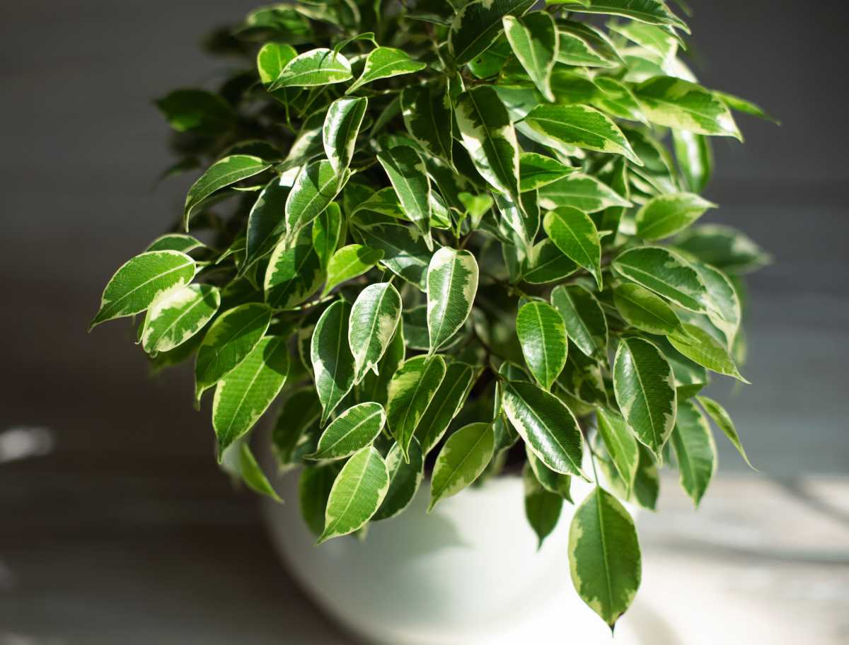 Ficus benjamina raiz