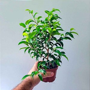 Ficus benjamina bonsai