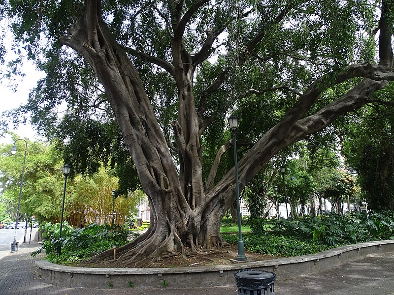 Ficus benjamina toxicidade