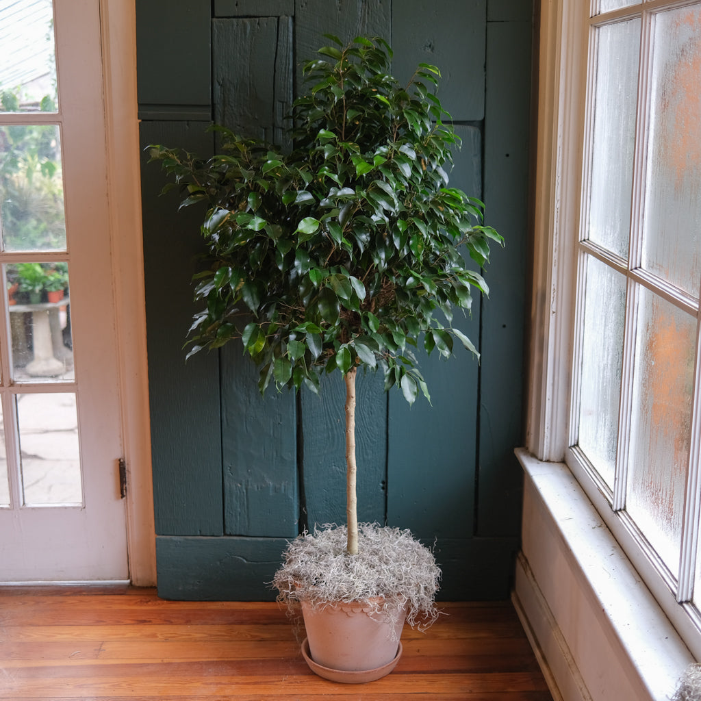 Ficus benjamina poda