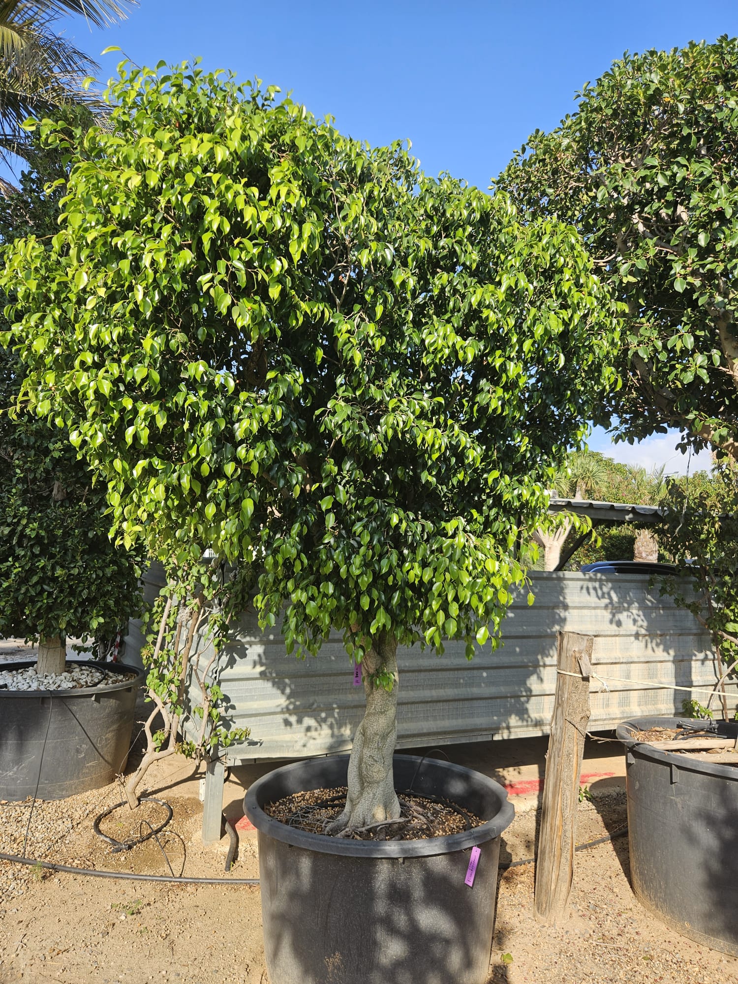 Ficus benjamina em vaso