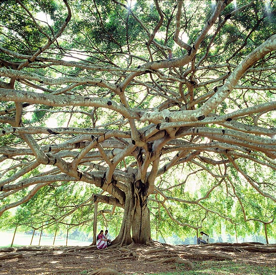 Ficus benjamina poda