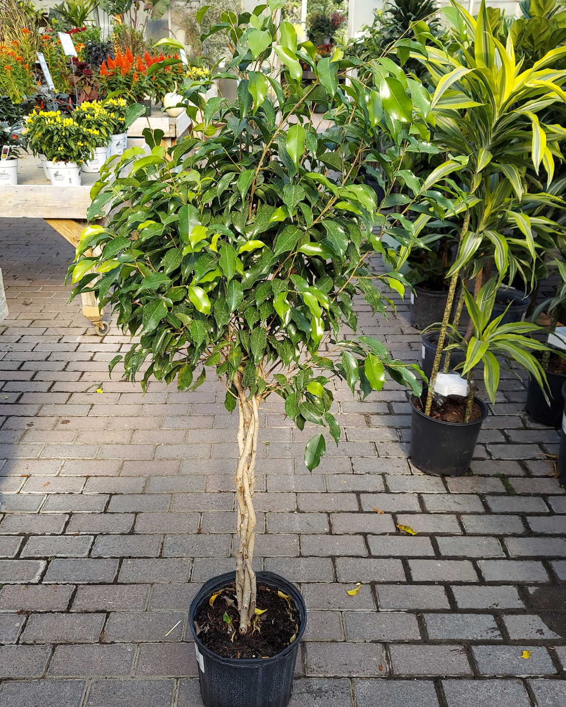 Ficus benjamina em vaso