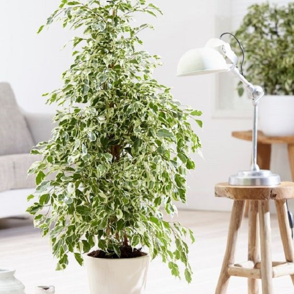 Ficus benjamina raiz