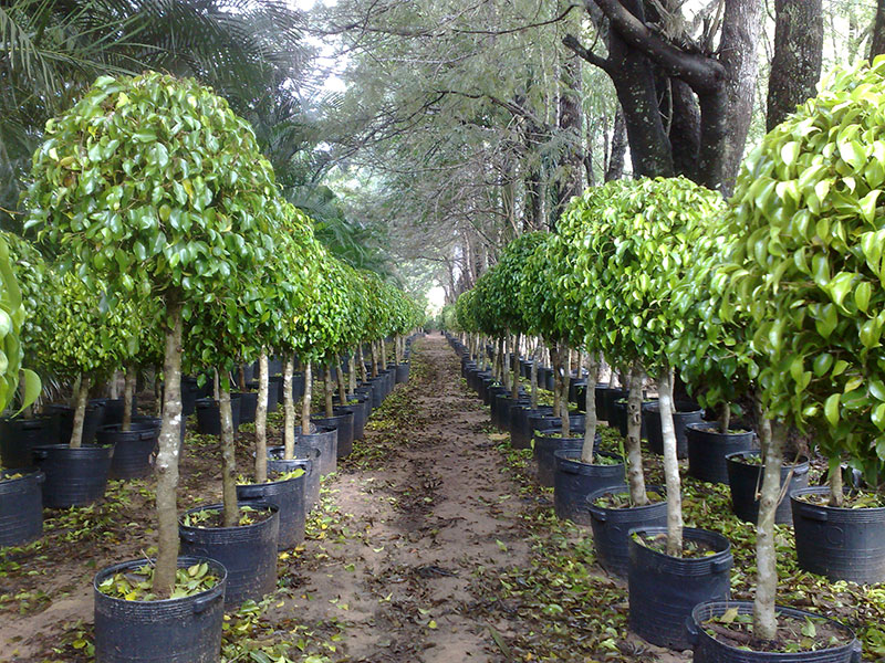Ficus benjamina propagação