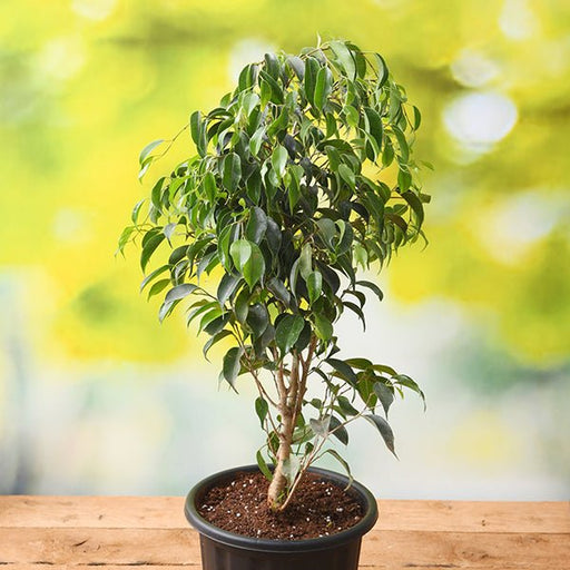 Ficus benjamina bonsai