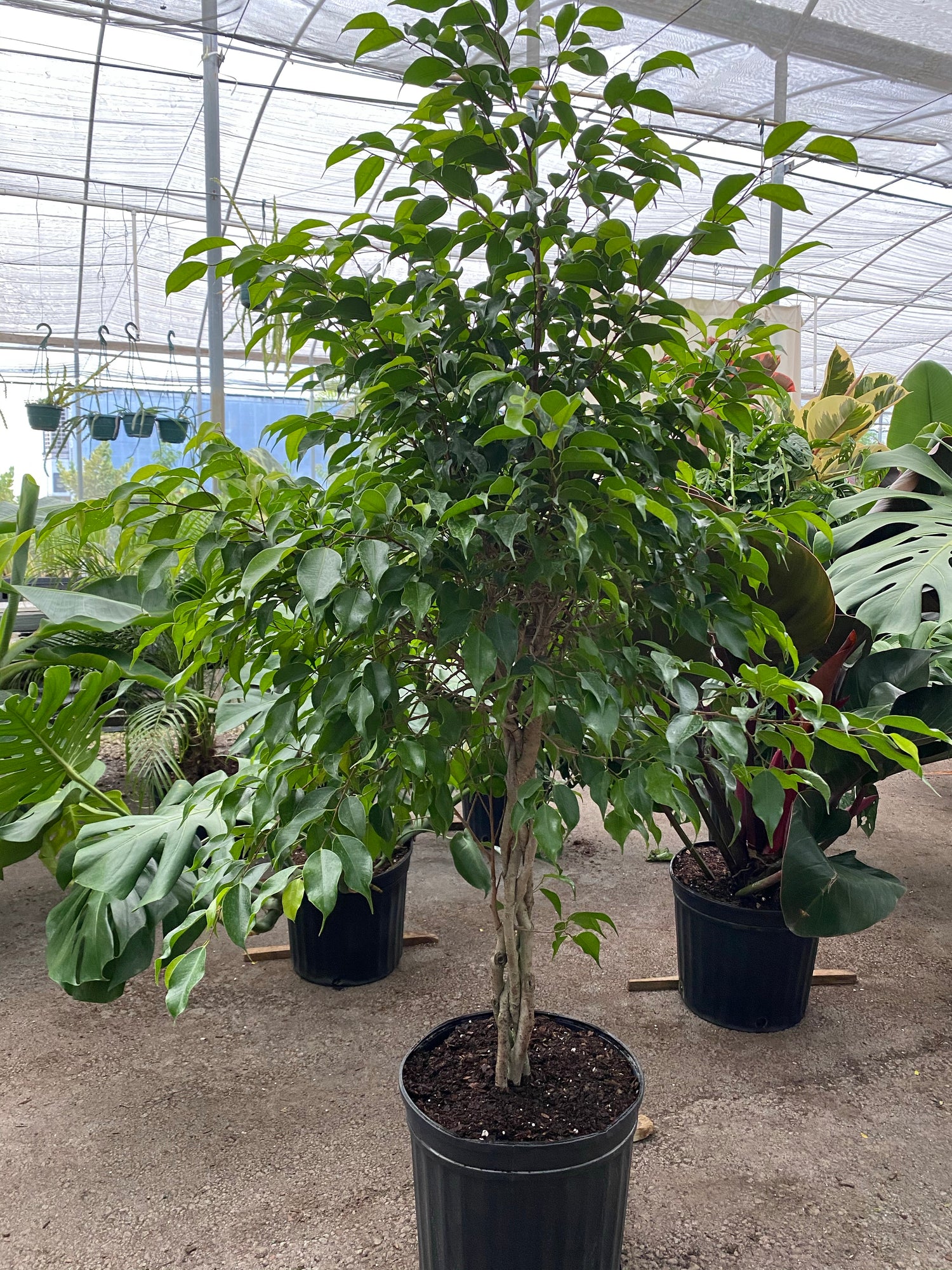 Ficus benjamina cuidados