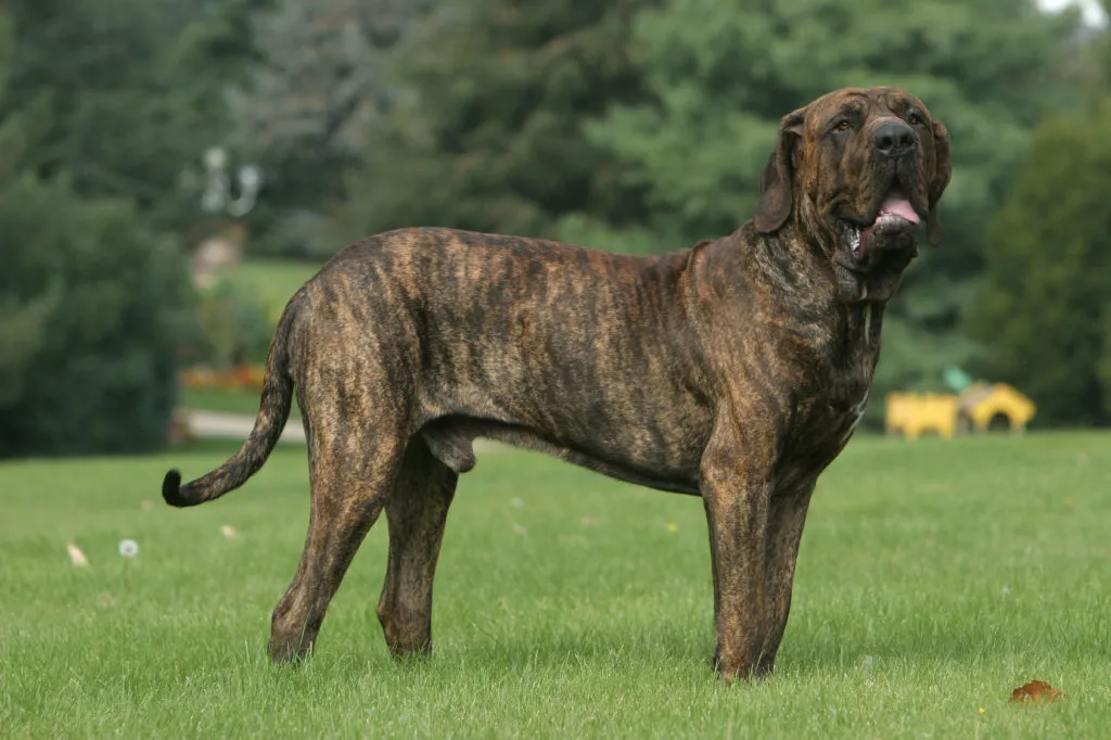 fila brasileiro