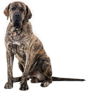fila brasileiro